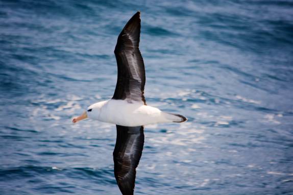 Observando pássaros no trecho entre Buenos Aires e as Ilhas Malvinas (foto de Ken Haley)